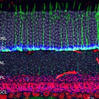 Visual Neuroscience