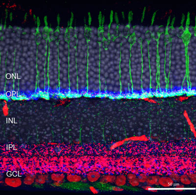 visual neuroscience